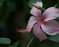 Tapeta Nature Flowers 224.jpg